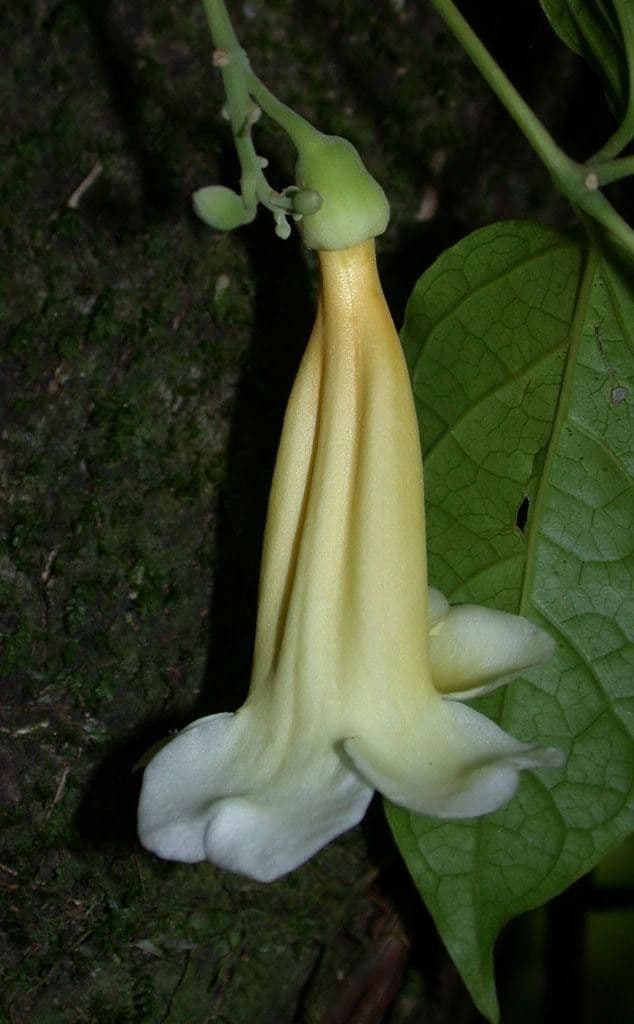 Anemopaegma 7