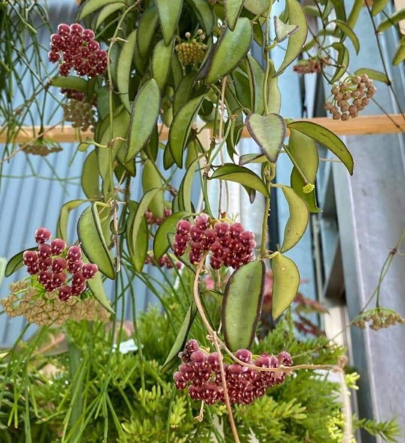 Wachblume 2