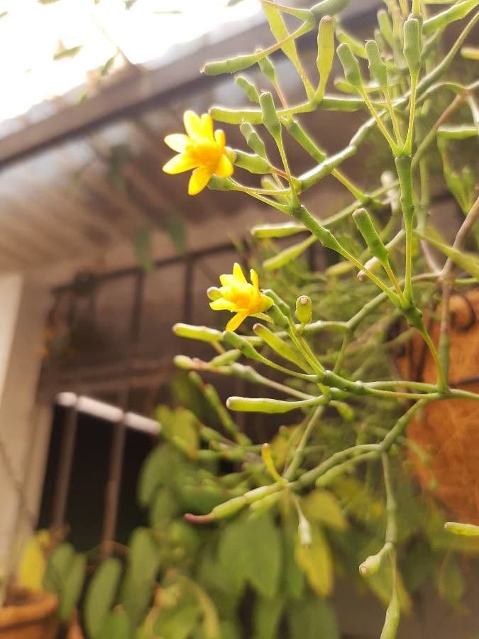 Cactus bottiglia 4