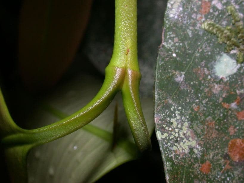 Garcinia 19