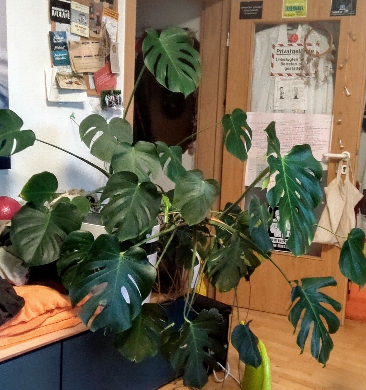 Monstera lahodná 18