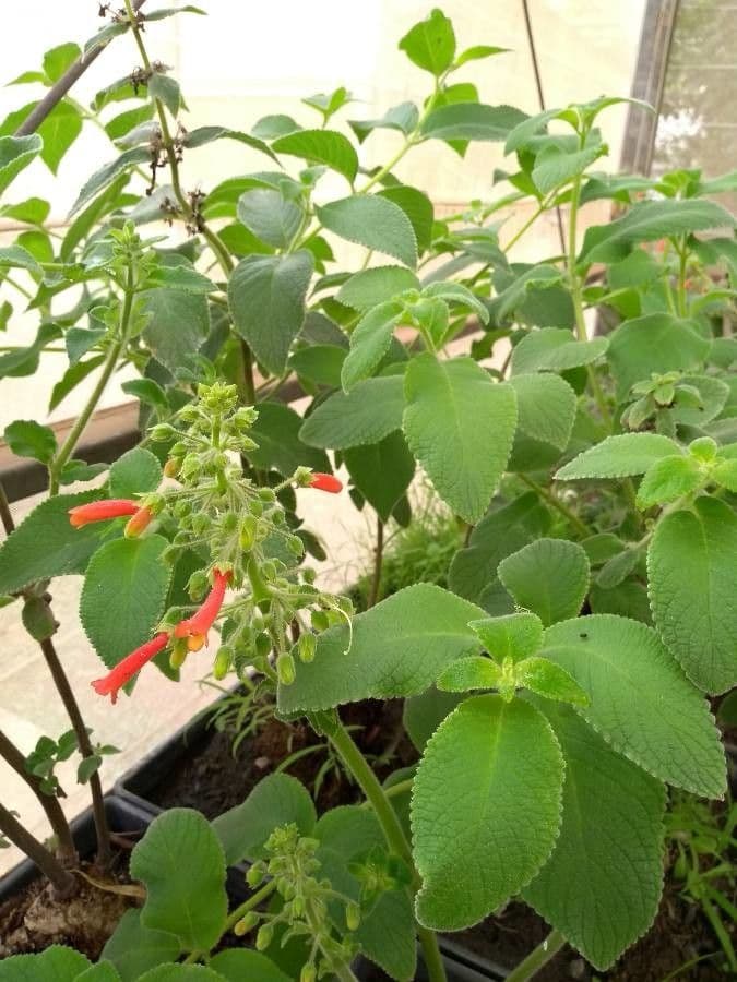 Sinningia aggregata 5