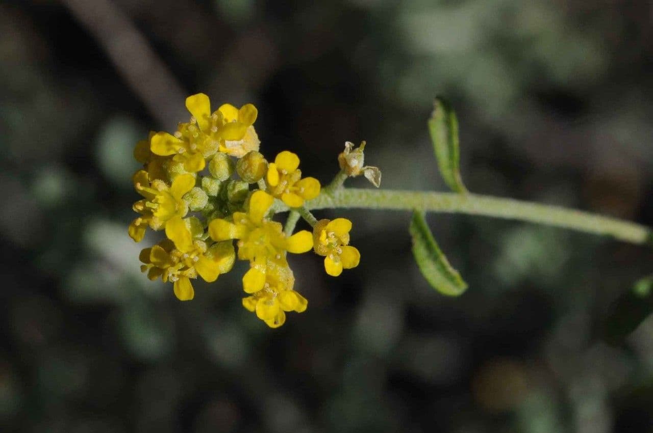 Alyssum serpyllifolium 2