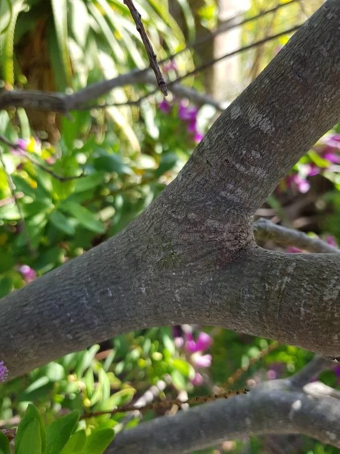 Myrtenblättrige Kreuzblume 19