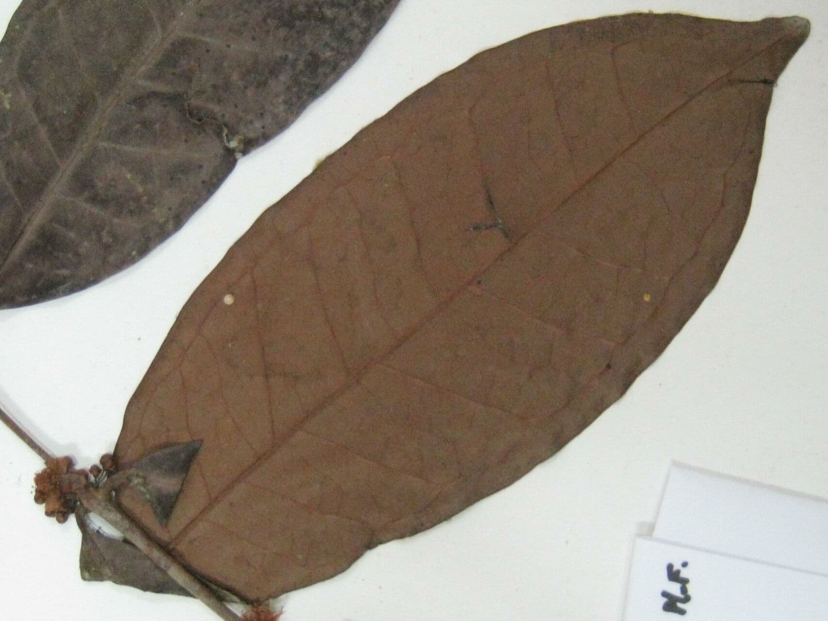 Eugenia 3