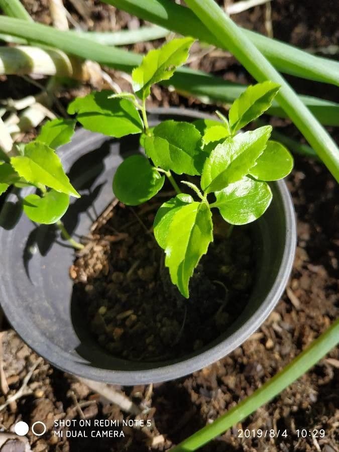 Dovyalis del Ceylon 12