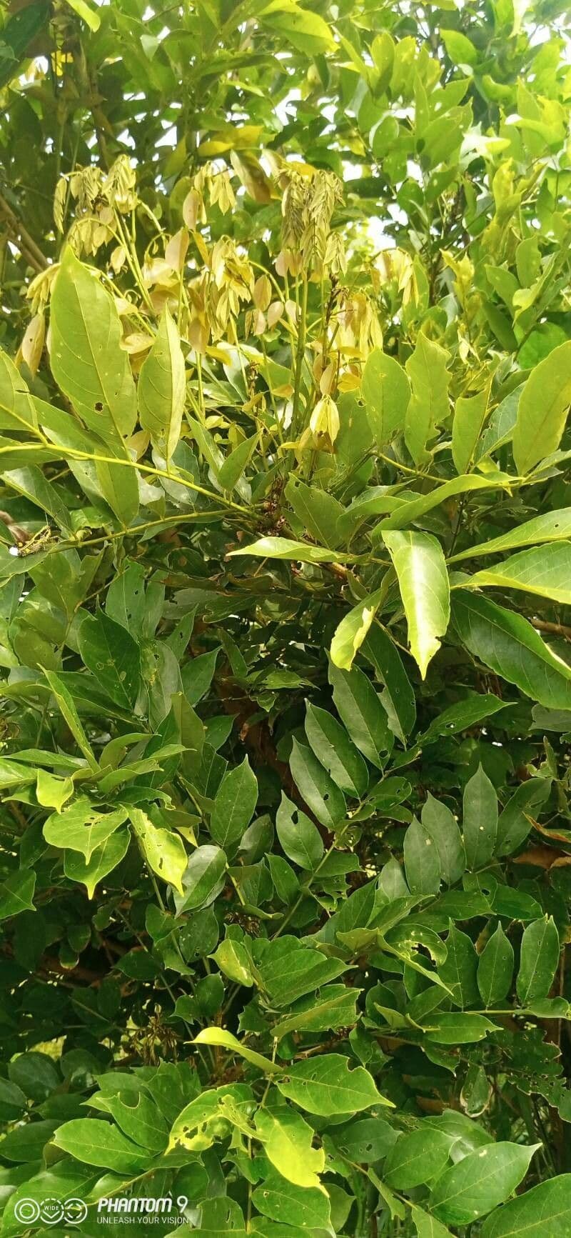 Millettia 2