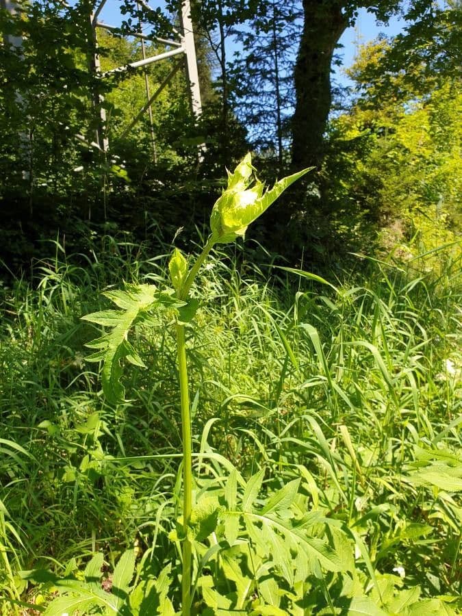 Kohldistel 15