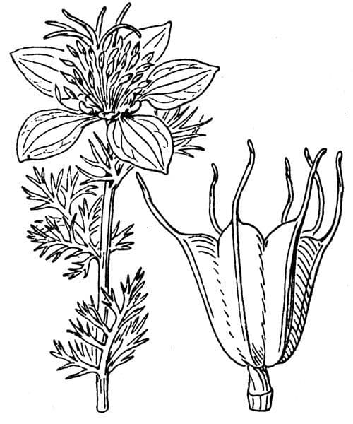 Černucha španělská 26
