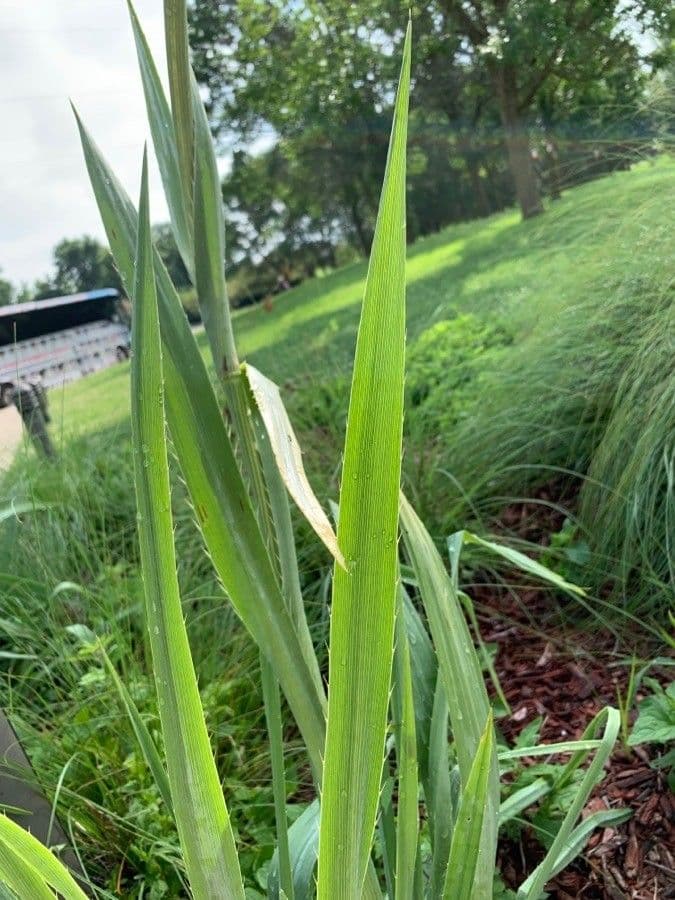 Yucca-Mannstreu 19