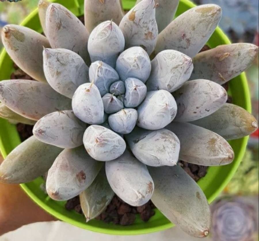 Echeveria tolimanensis