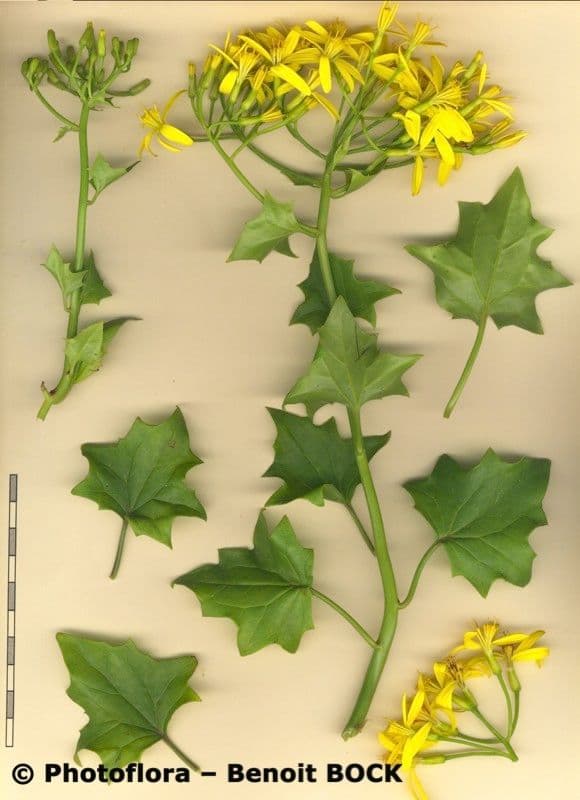 Kanarienzwoschen 21