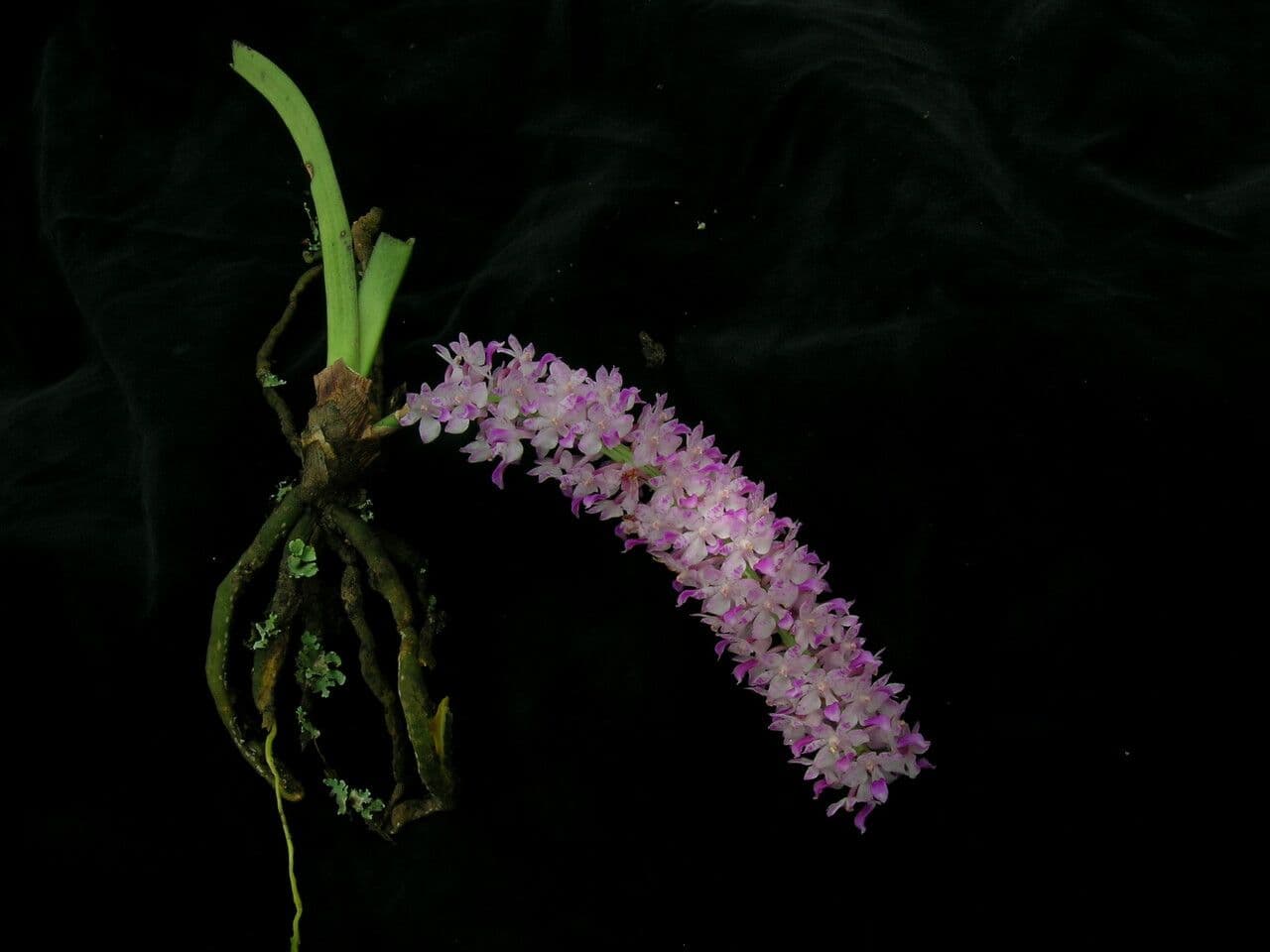 Fuchs-Orchidee 8