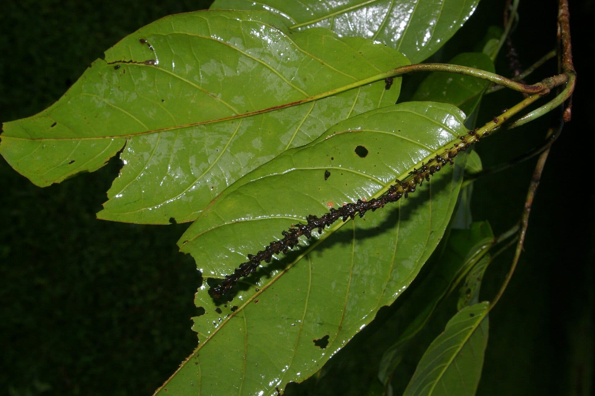 Coccoloba 2