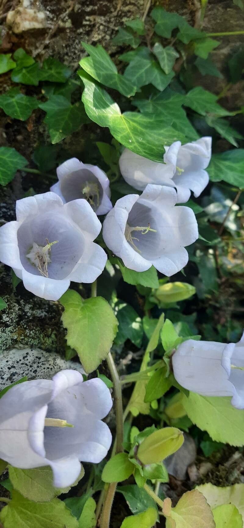 Campanula