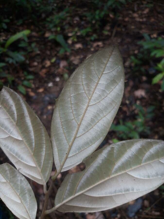 Ocotea 2