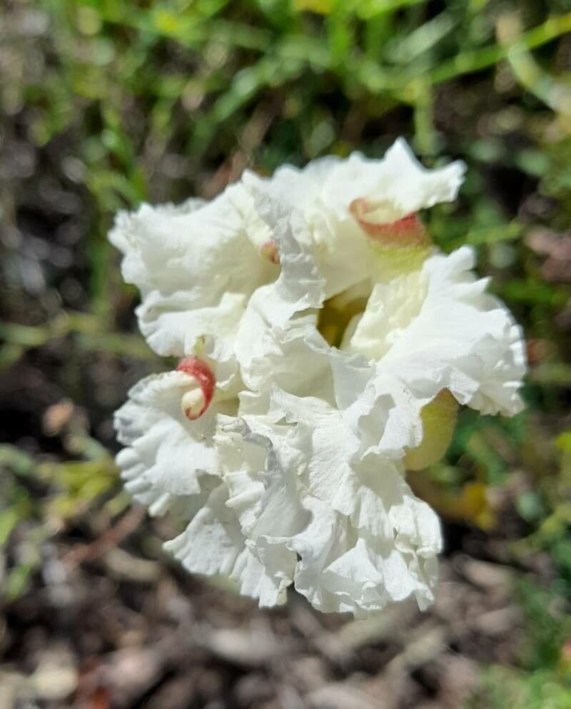 Mandevilla