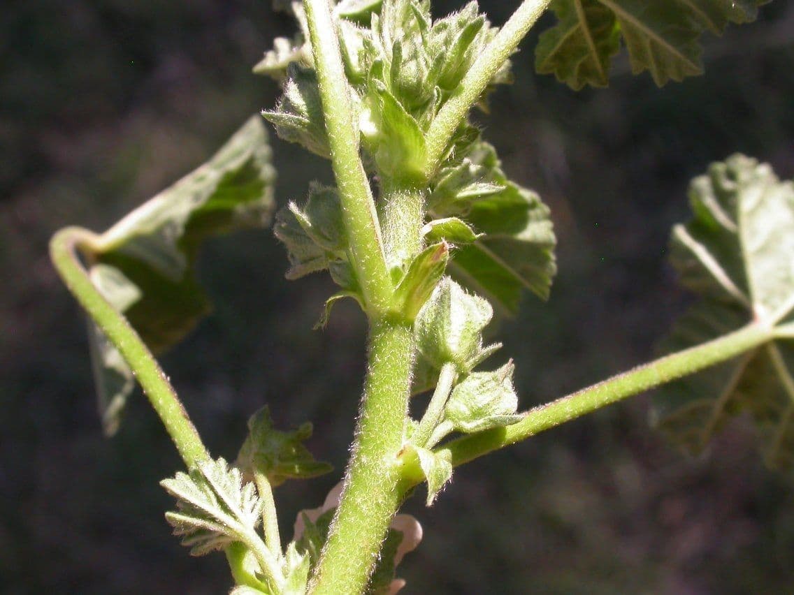 Malva pusilla