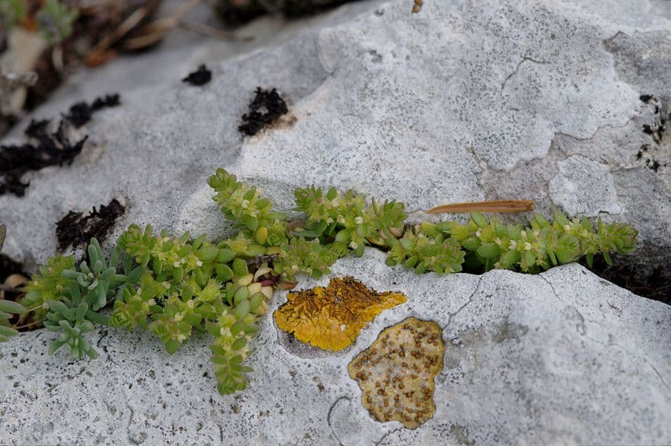 Valantia muralis 14