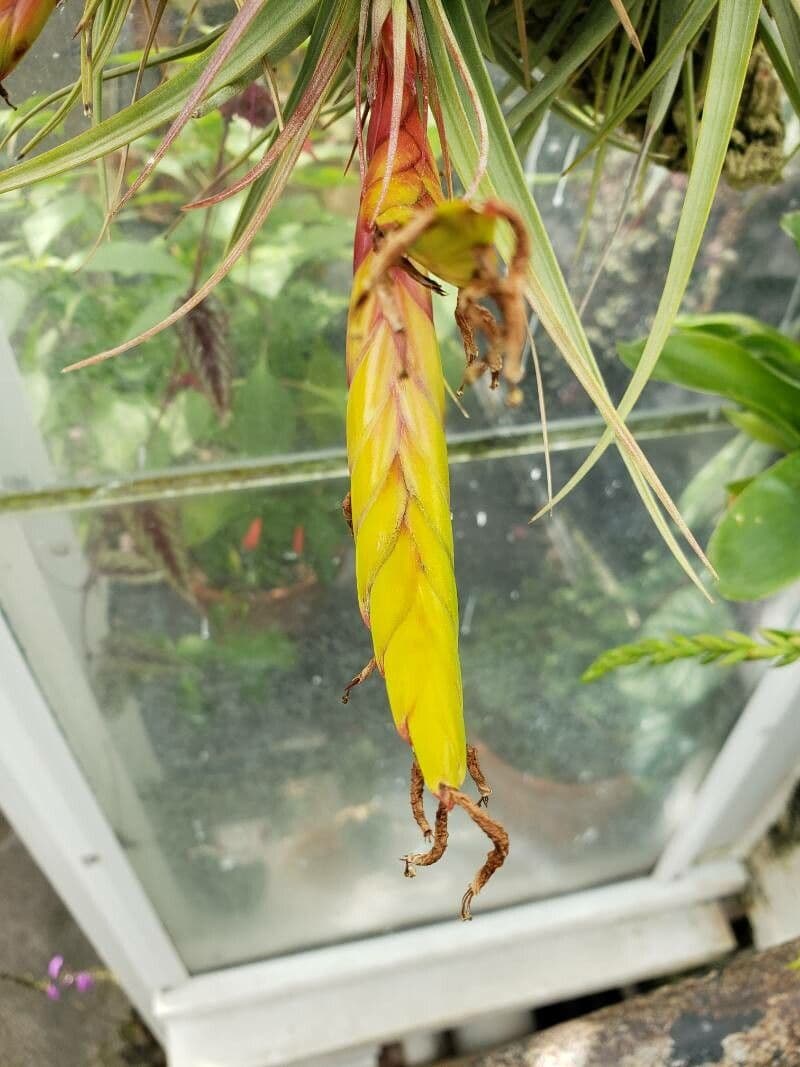 Planta aérea