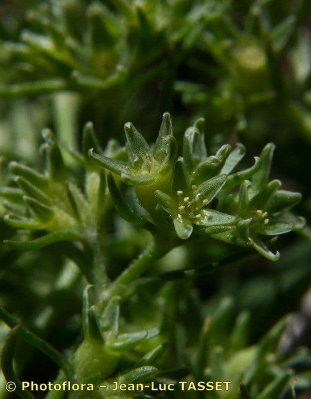 Scleranthus 2