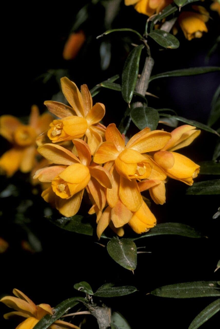 Berberys
