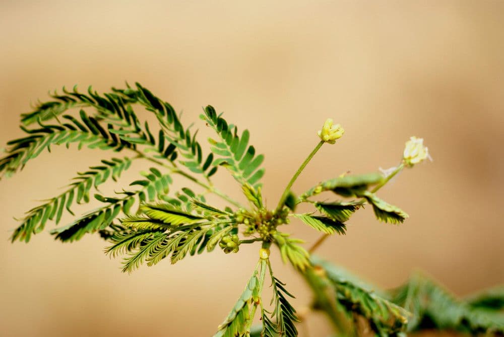 Bogen-Desmanthus 26
