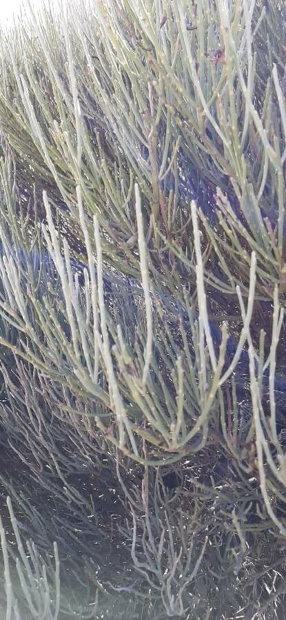Ginestra