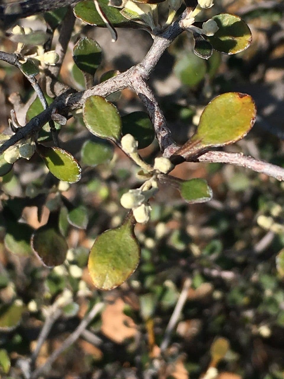 Corokia