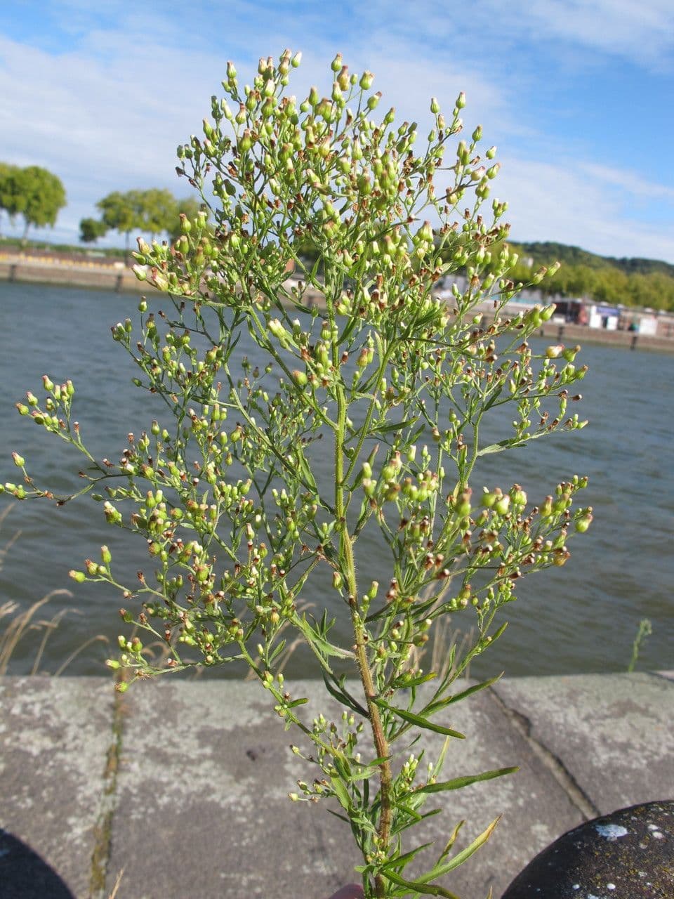 Erigeron floribundo 14