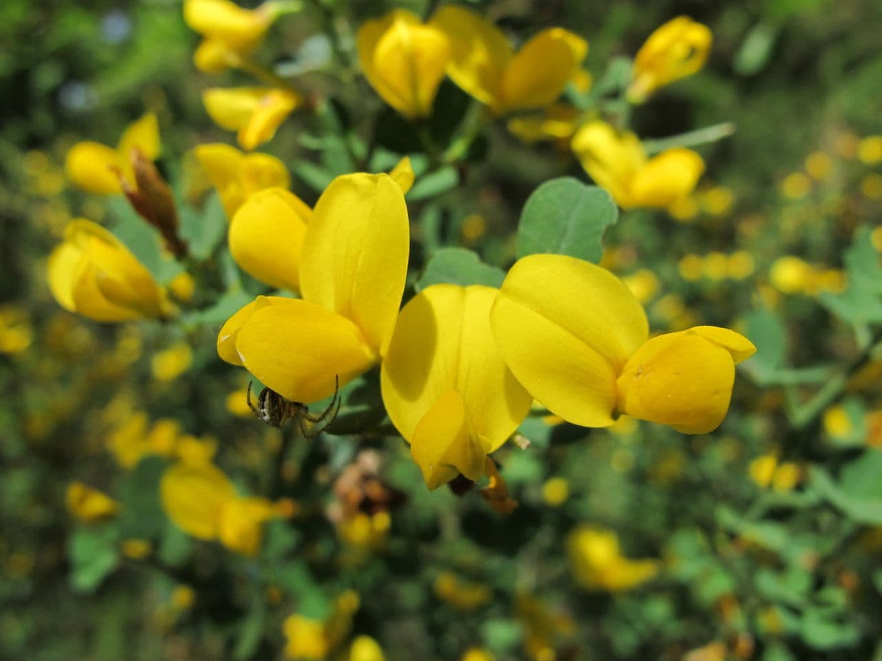 Calicotome spinosa 4