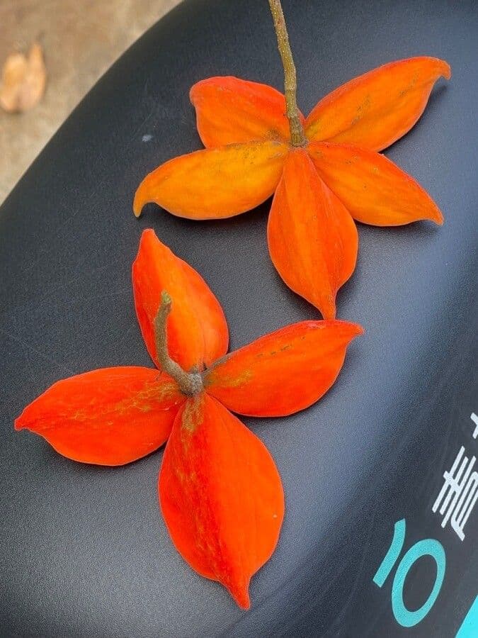 Sterkulia jednoperowa 6