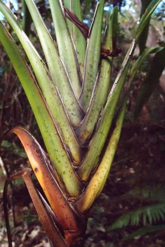 Cordyline mauritiana 29