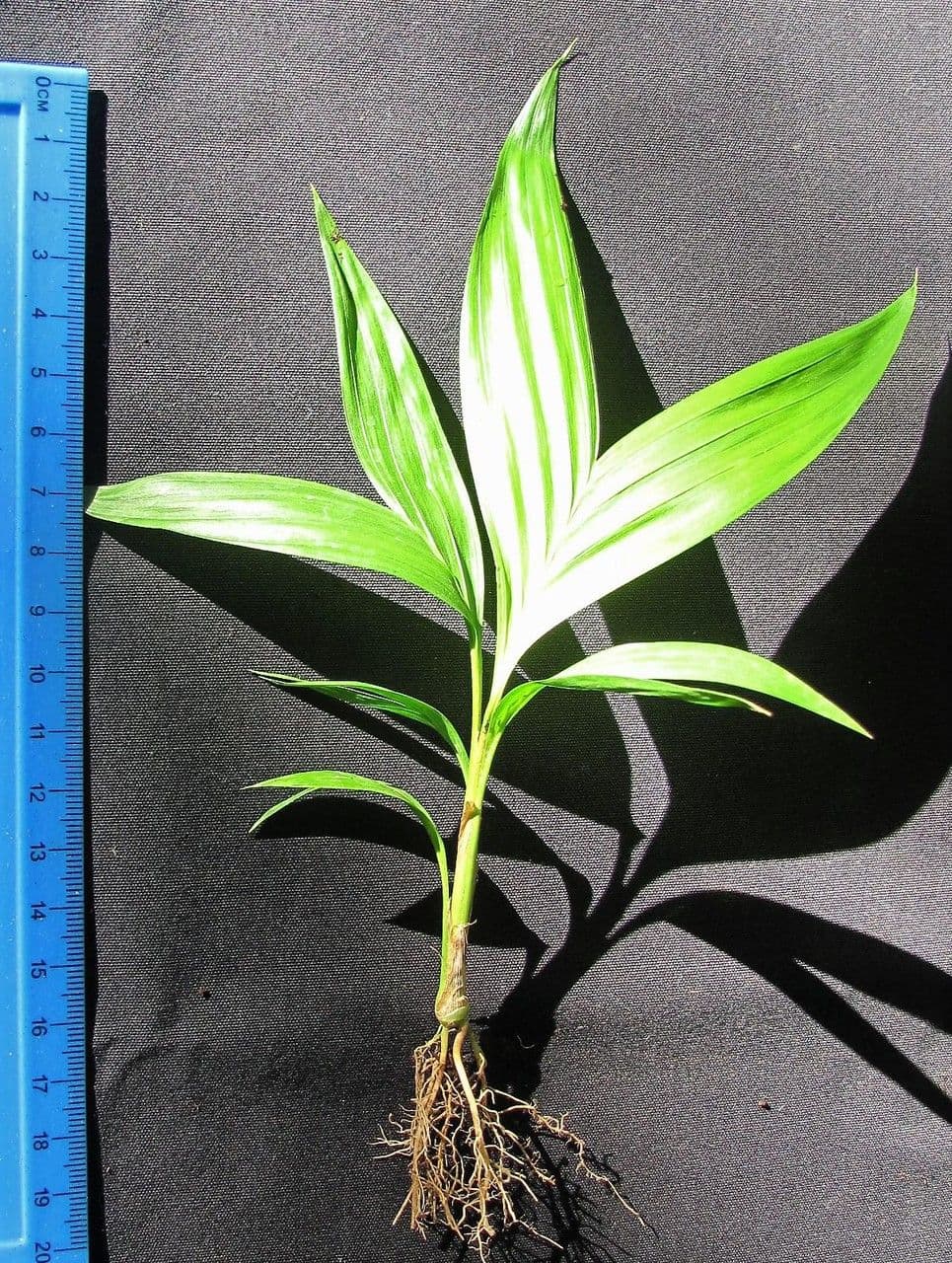 Geonoma interrupta 27