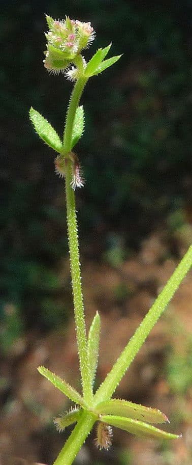Galium murale 23