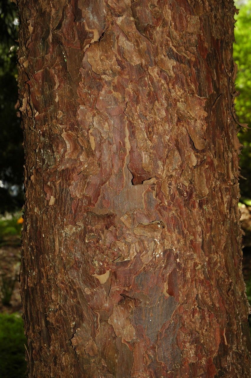 Afrocarpus 3