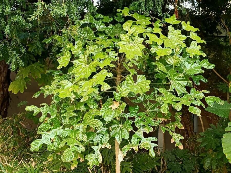 Trevesia palmata 7