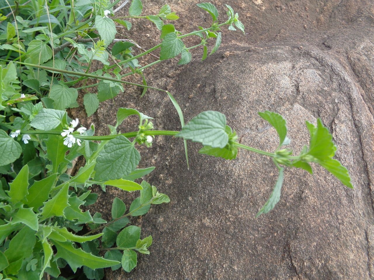 Leucas glabrata 17