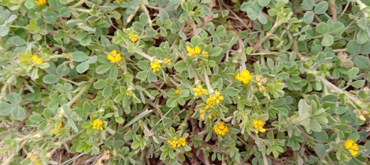Erba medica minima 11