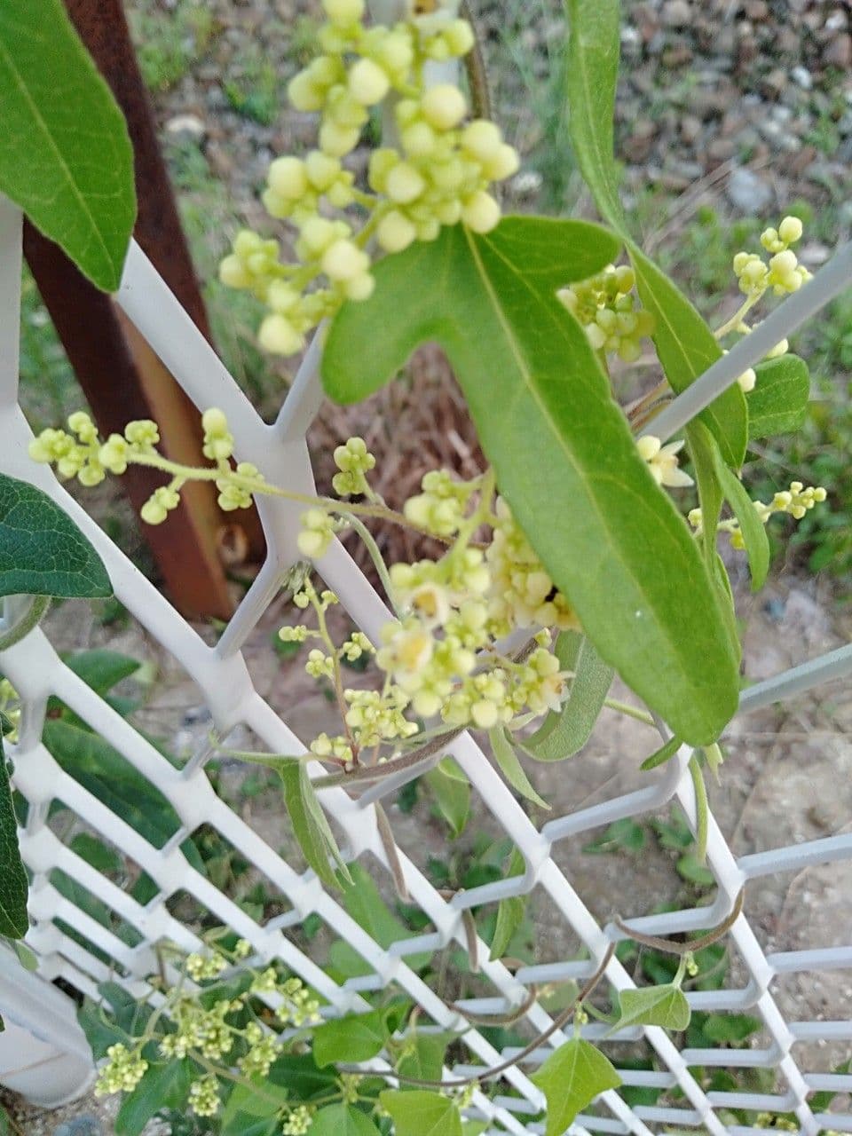 Cocculus orbiculatus