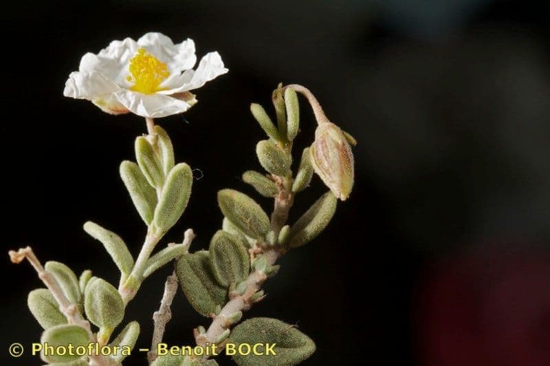 Helianthemum almeriense 18
