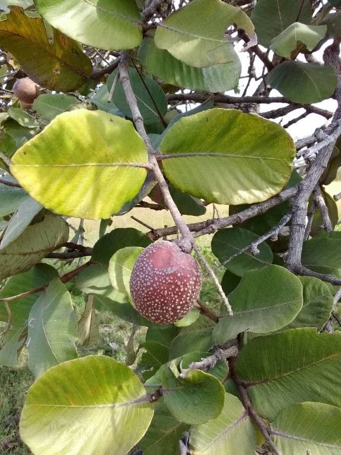 Neocarya