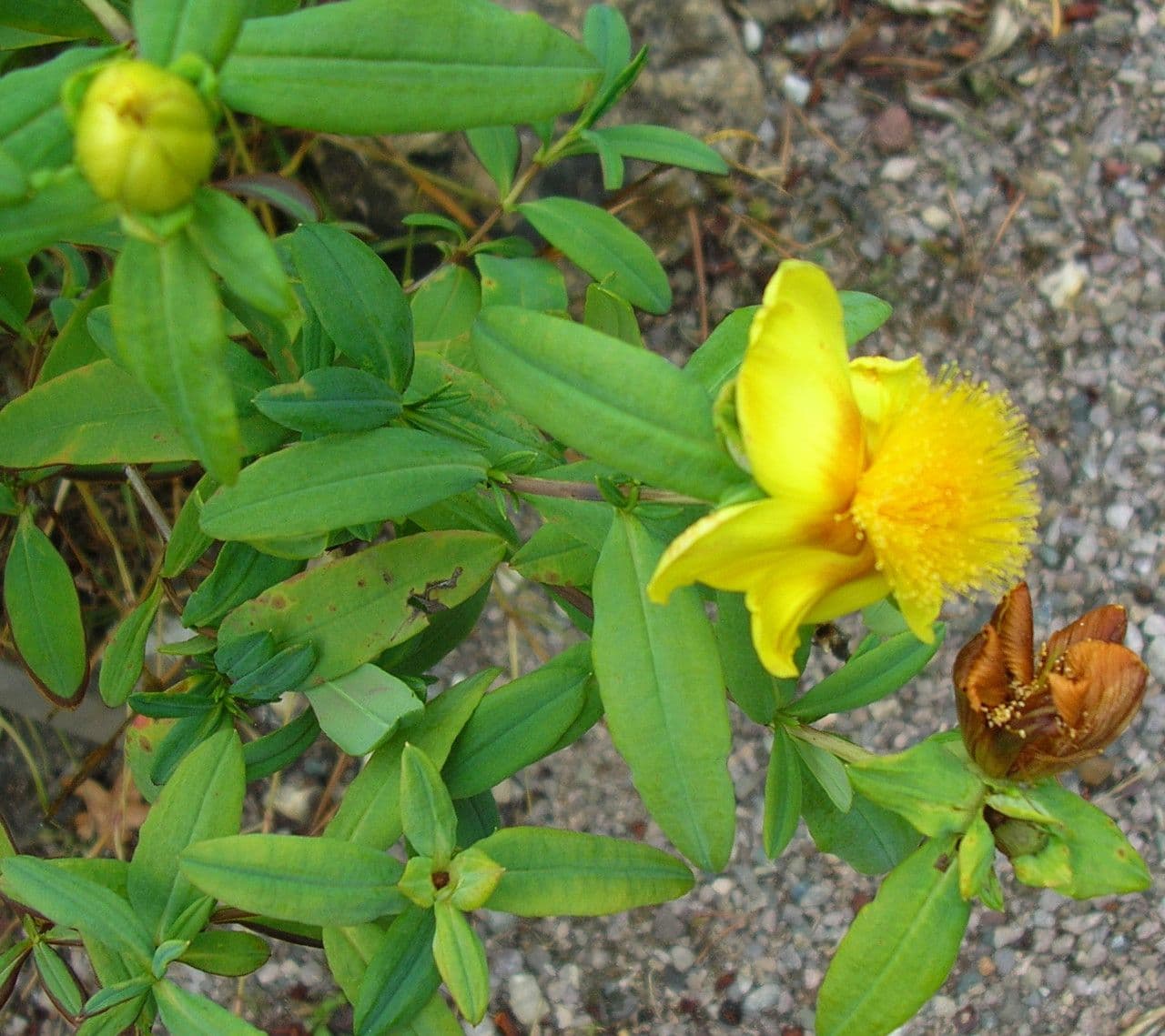 Millepertuis frondant 13