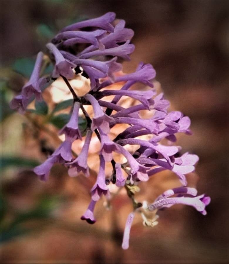 Buddleja di Lindley
