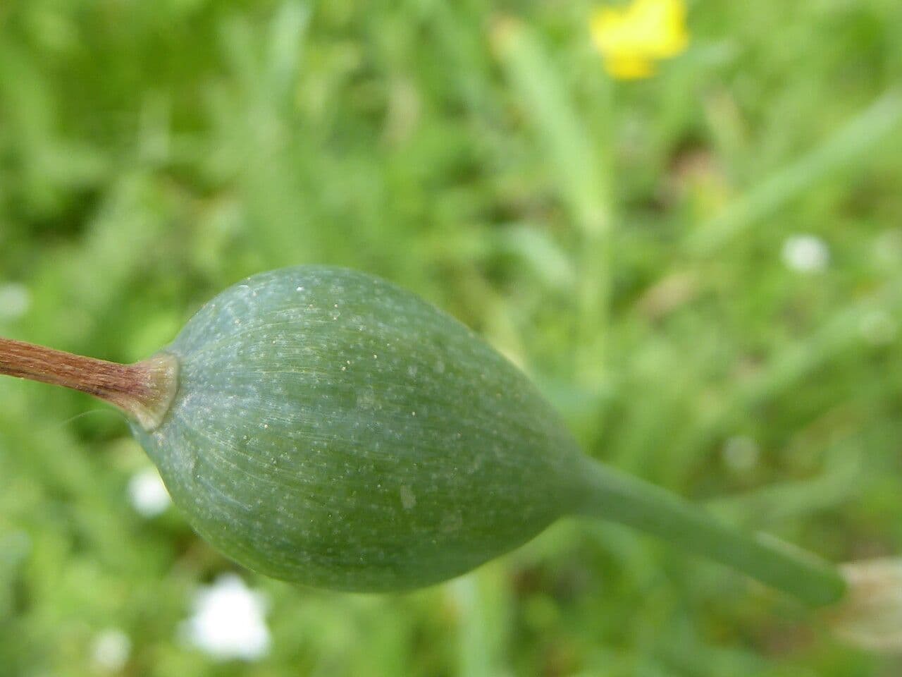 Narciso selvatico 2