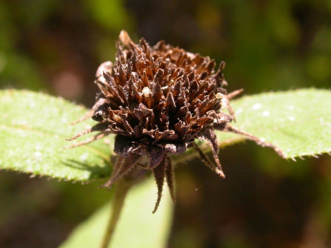 Girasole divaricato 2