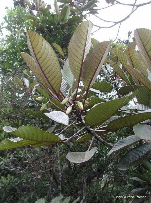Yate-Elaeocarpus 10