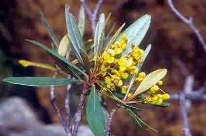 Acridocarpus 17