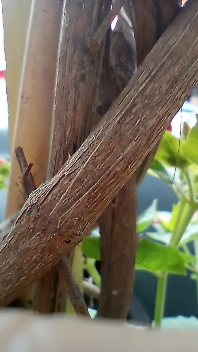 Bignonia magnifica 13