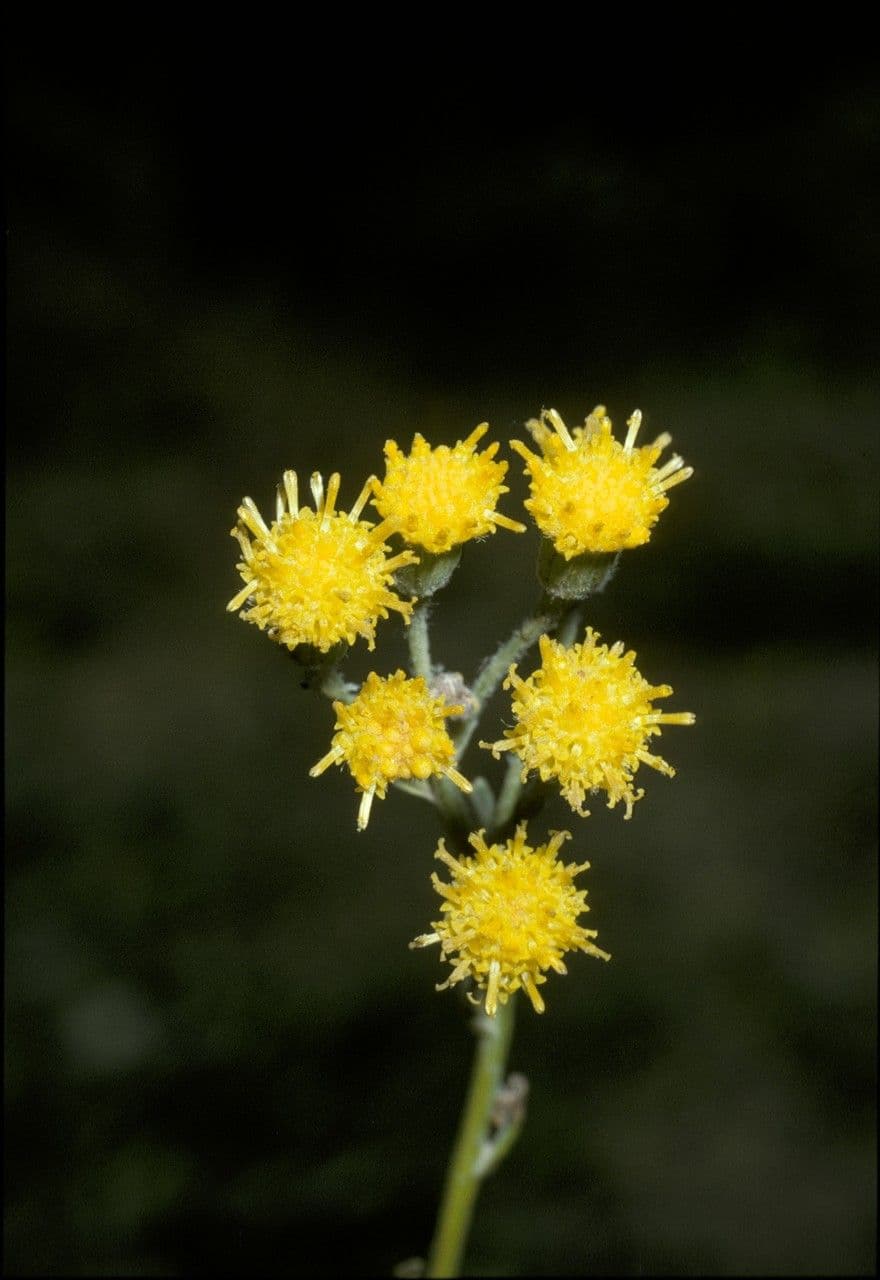 Senecio 2